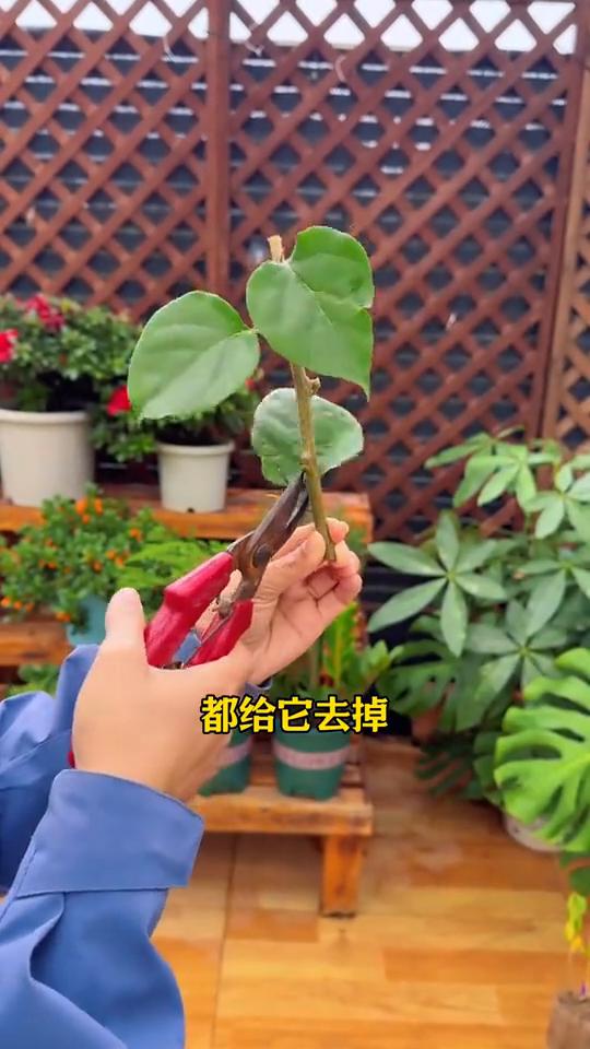 三角梅不用花钱买，随便剪根枝条就能活。·将枝条剪成二十厘米左右的小段，然后将枝