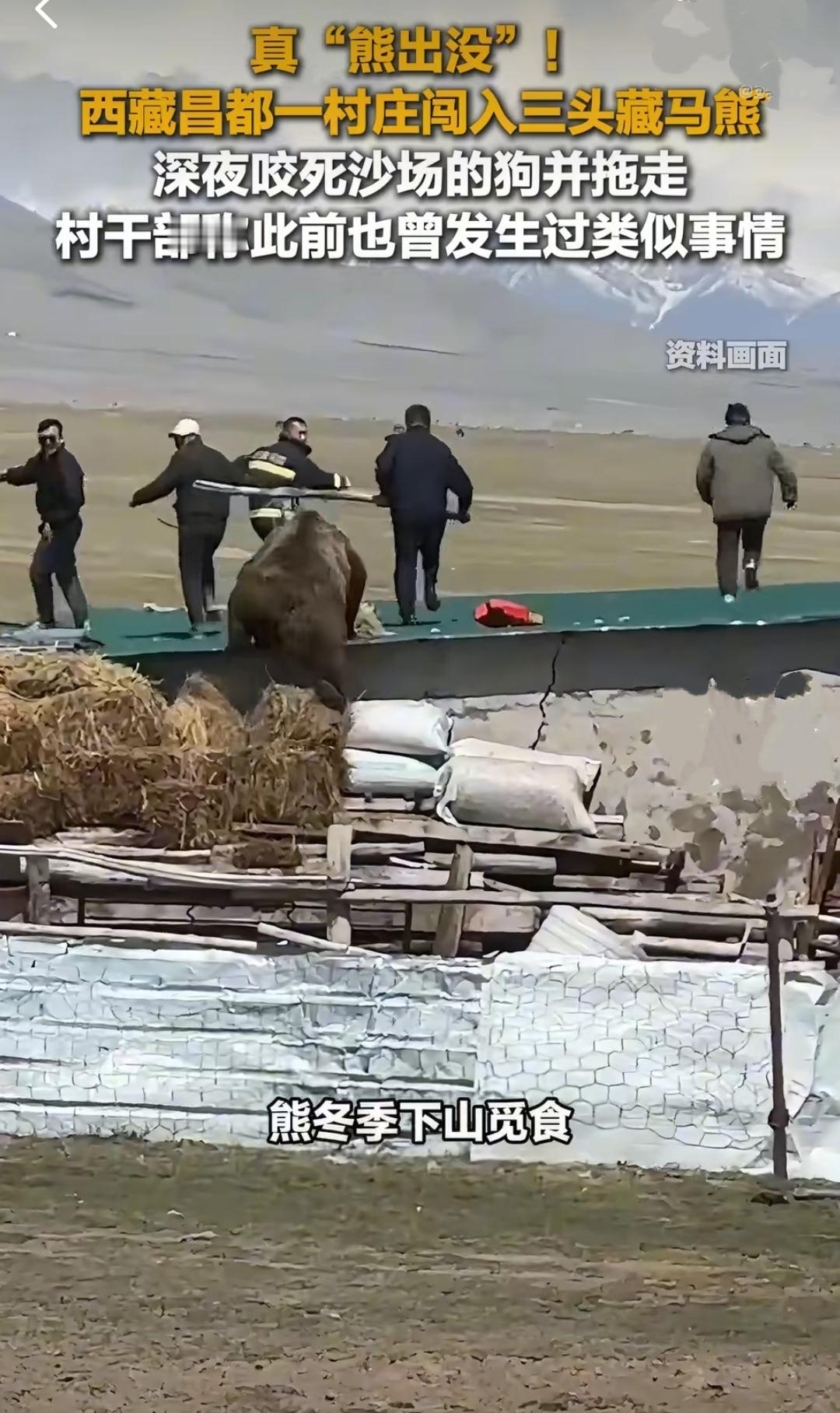 深夜的西藏昌都市卡若区某村庄,三头成年藏马熊的身影悄然出现在村办企业的沙场里。值