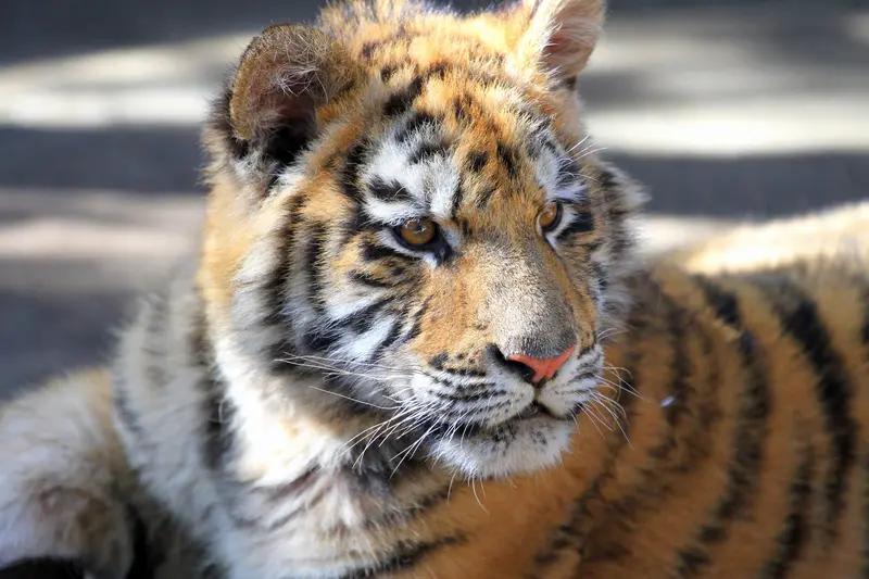 属虎的人最大缺点是什么？不吹不黑，全是实在话（民俗性格参考）很多人说属虎人