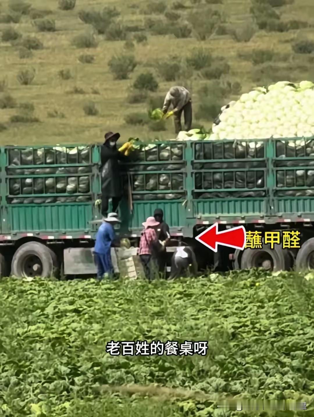好消息！从河北张家口运往安徽、江苏的含甲醛的大白菜车辆在安徽阜阳高速路口被成功拦