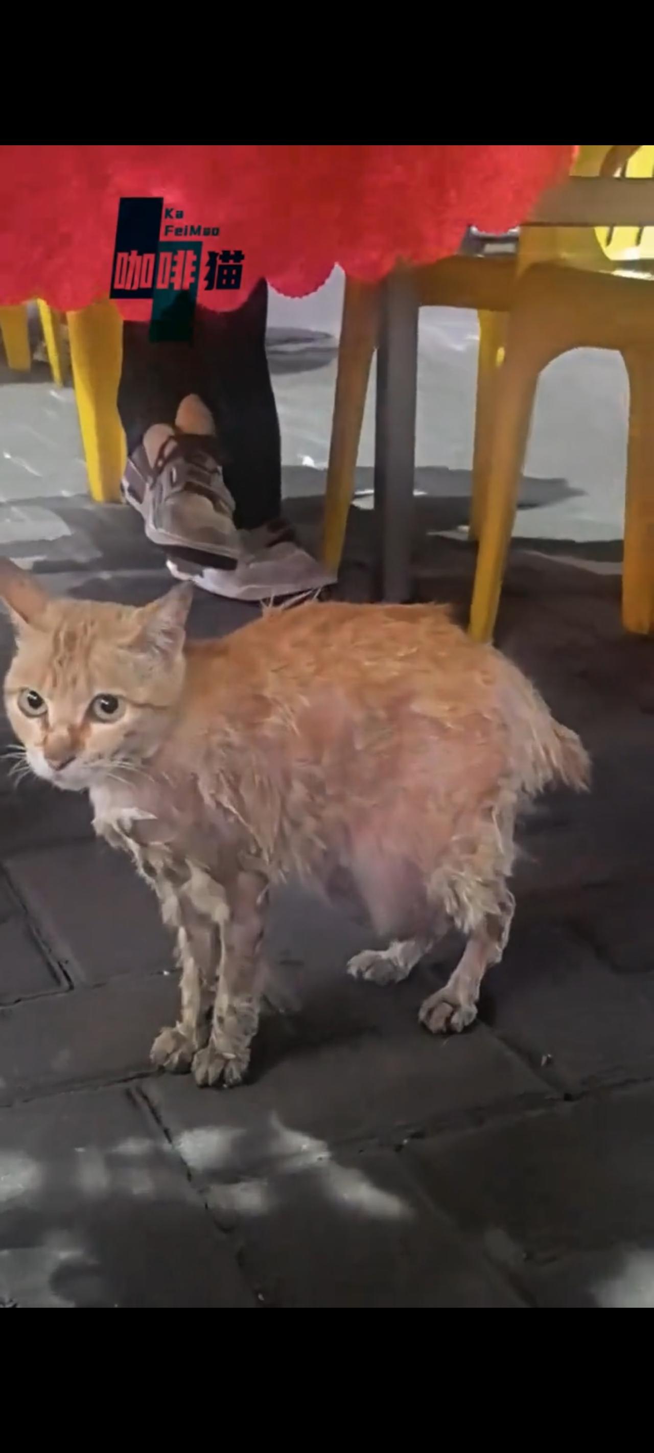在这只流浪猫的眼里，表现出了多少的无奈与心酸，此时的她正徘徊在街头的一个烧烤摊前