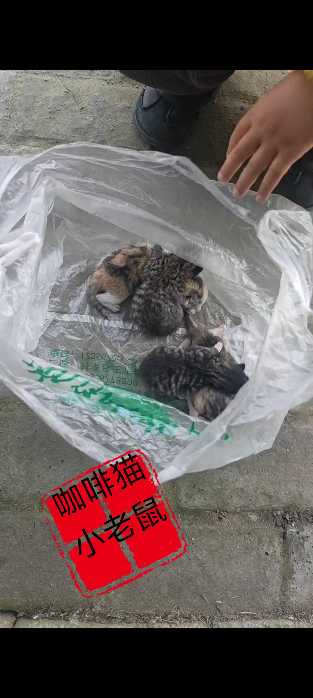 丢弃小猫的主人简直太缺德了也是无药可救，刚刚出生没有多久的小奶猫，竟然被自己的主
