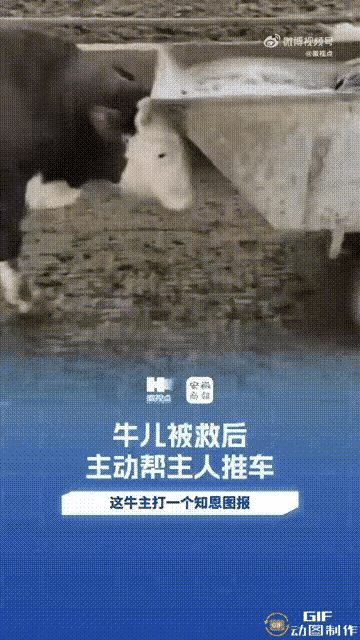 万物皆有灵！安徽，一对夫妻的养殖场里有六七百头牛，但有一头牛却通“灵性”，每次看