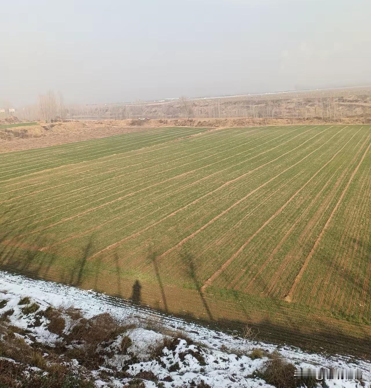 坟头要消失了？2026殡葬新风：人走后，土地还能种庄稼！你见过埋了人还能继续