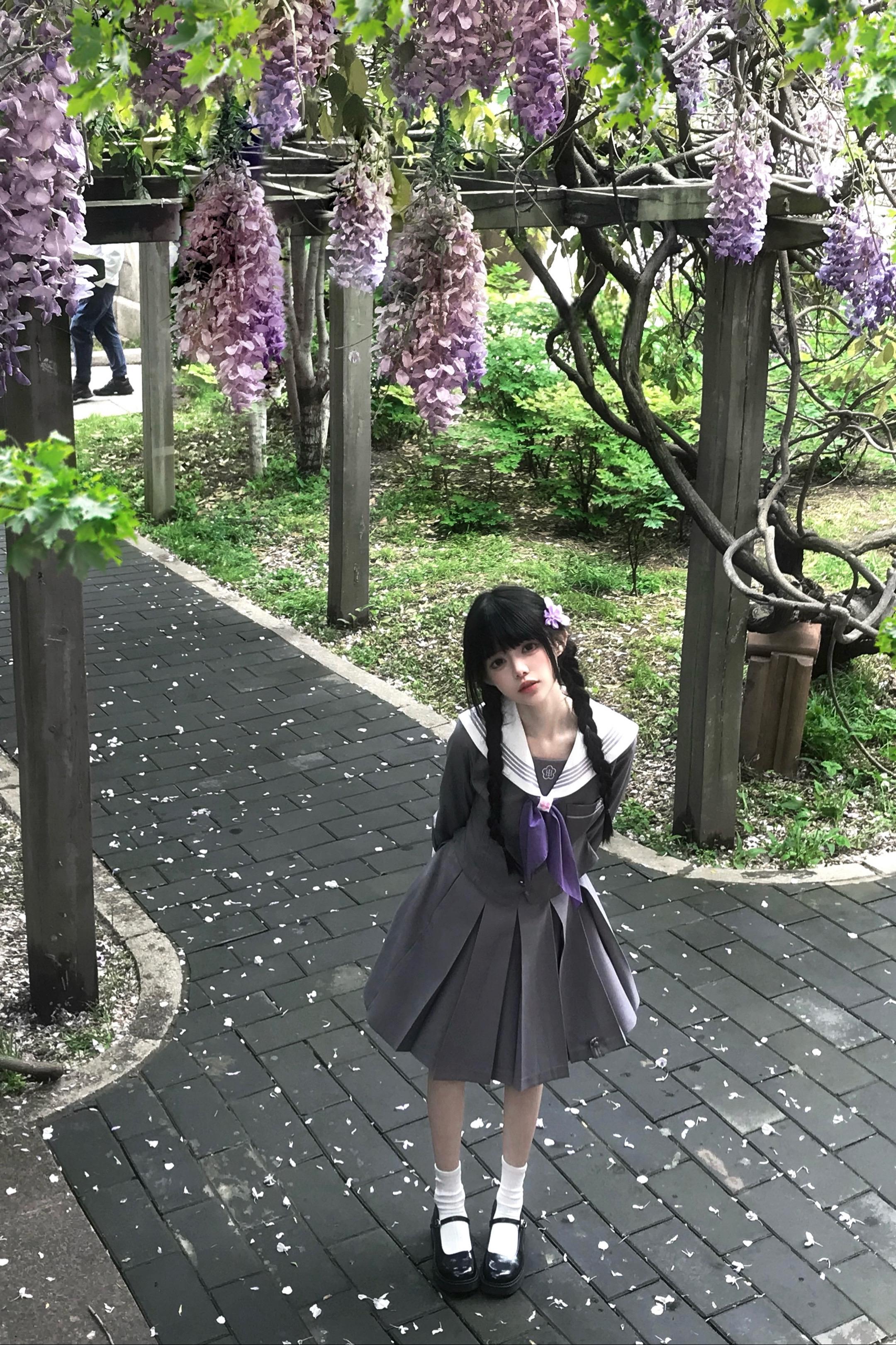潮湿 雨季 紫藤花