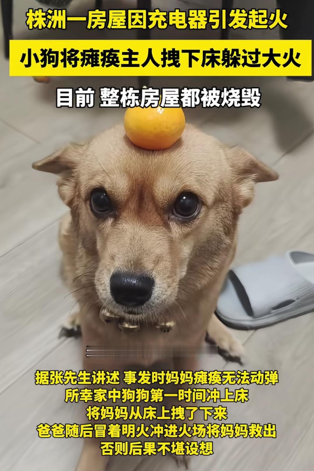 小狗火中救人，太有灵性了。因为充电器引发了火灾，家里只有瘫痪的妈妈和一个小狗。发