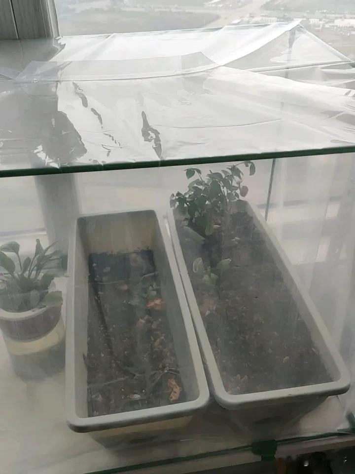 我买的蔬菜保温棚装好了,如果不出意外的话,今年冬天,可以吃到自己在家种的菜。