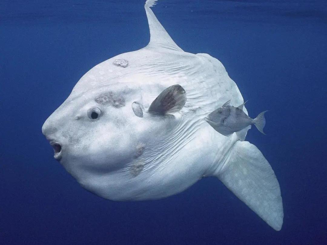 6200万年前，当恐龙王朝在陨石撞击下崩溃时，一只体型仅现代兔子一半的古老兽类，