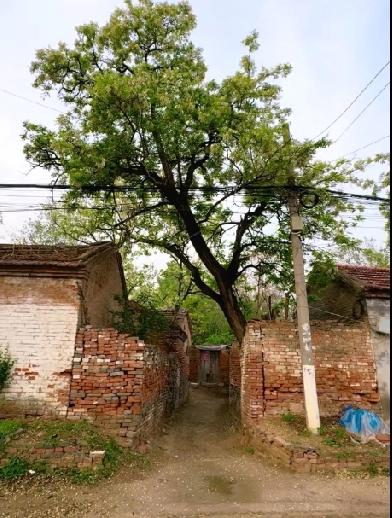 又是一年槐花开洋槐，学名叫刺槐，外来物种，白色刺槐花可食。