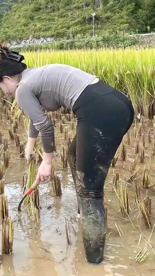 这是插秧嘛？明明是收割水稻。