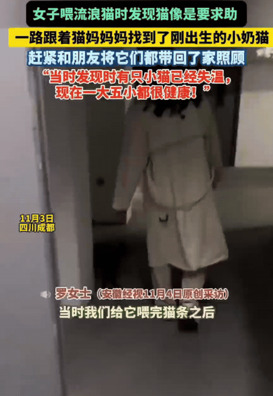 成都有位女士去喂流浪猫，有一只橘猫一直绕着她转圈叫唤，感觉不对劲。她跟着猫往下走