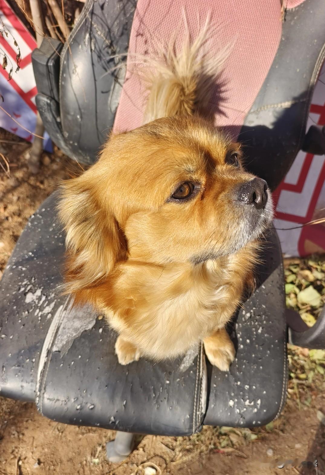 在破烂的椅子上，享受着冬日的暖阳，毛孩子的毛，都显得金黄金黄的，这就是它的幸福时