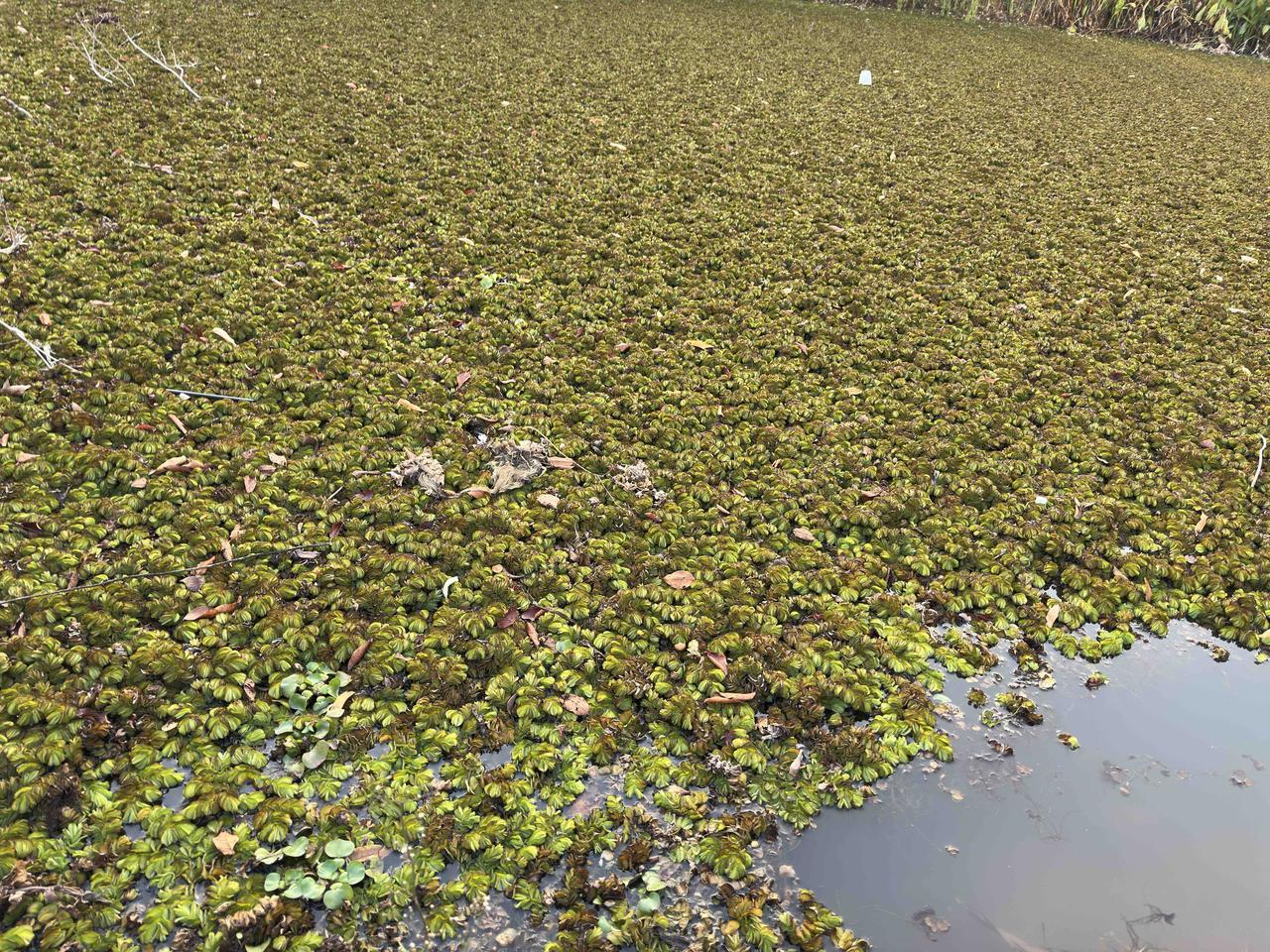 母亲的血透病友，死活不肯继续做透析，已经一个星期没来了，如果下星期还不来的话，不