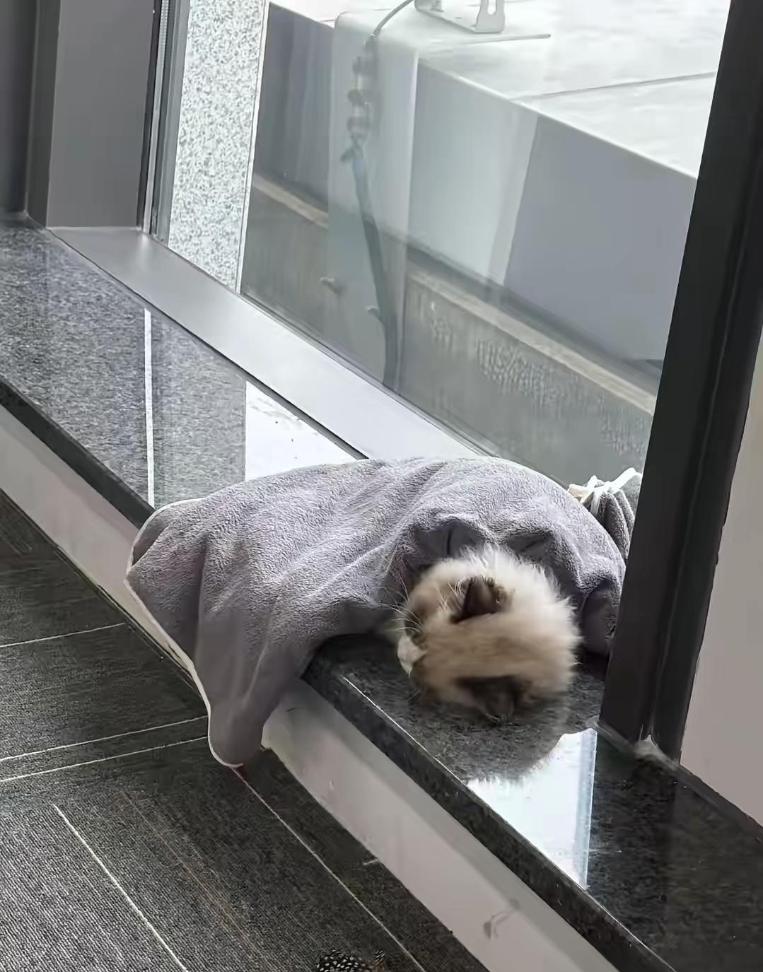外面下起了大雨，一只流浪猫来到服务大厅的窗台上避雨，因为雨一直下，猫咪等的睡着了