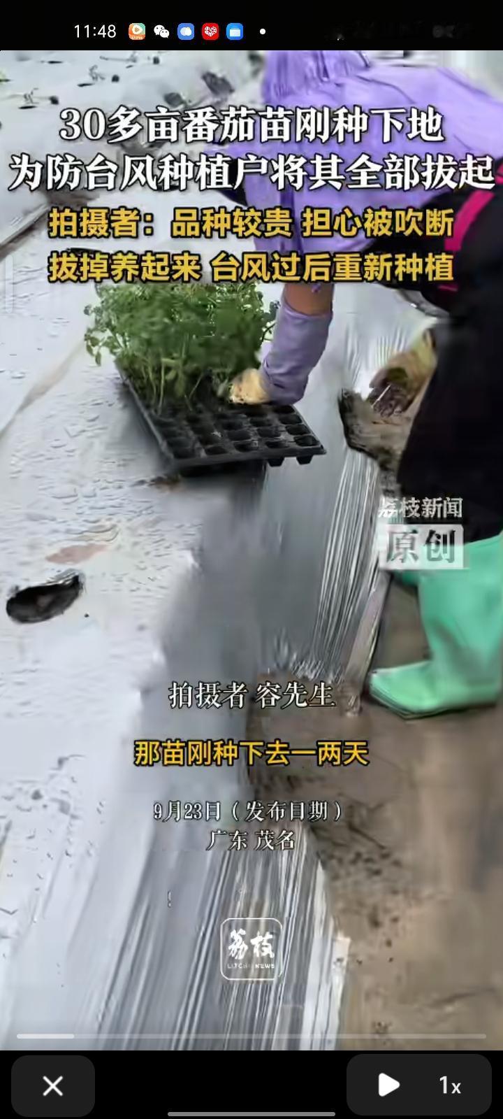 9月21日，广东茂名。台风来袭，30多亩圣女果苗刚种下地，为防台风种植户将其拔起