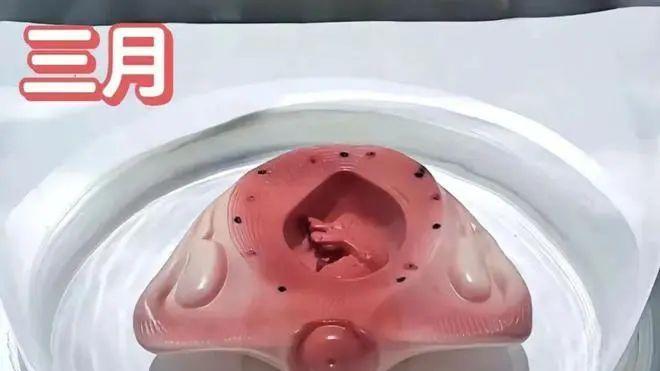 怀胎十月,胎儿是怎么慢慢长大的?一组3D图让你感受生命的奇迹