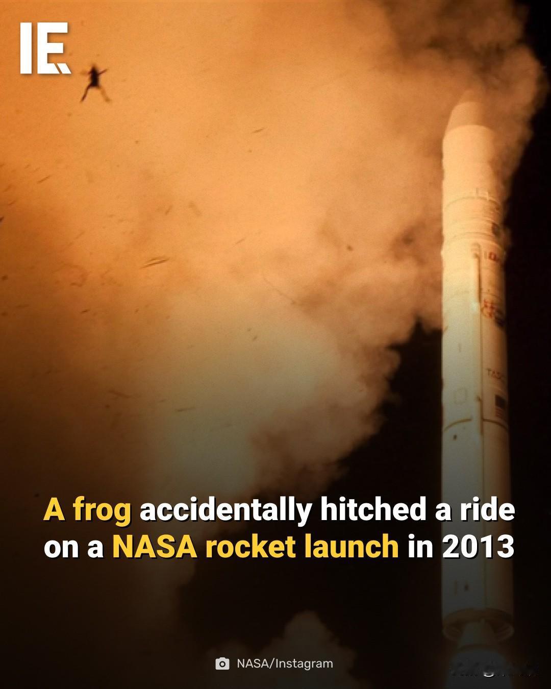 在NASA的一次火箭发射过程中，摄像机捕捉到了一位意想不到的“偷渡客”：一只青蛙