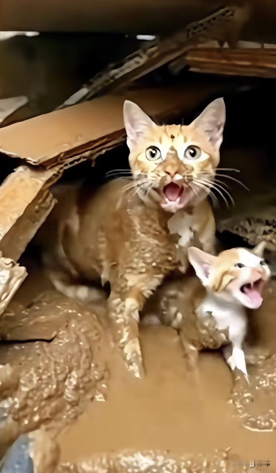 泪目了！一只流浪猫妈妈带着自己的孩子生活在一个旧棚窝里，而一次大雨使城市发生了内