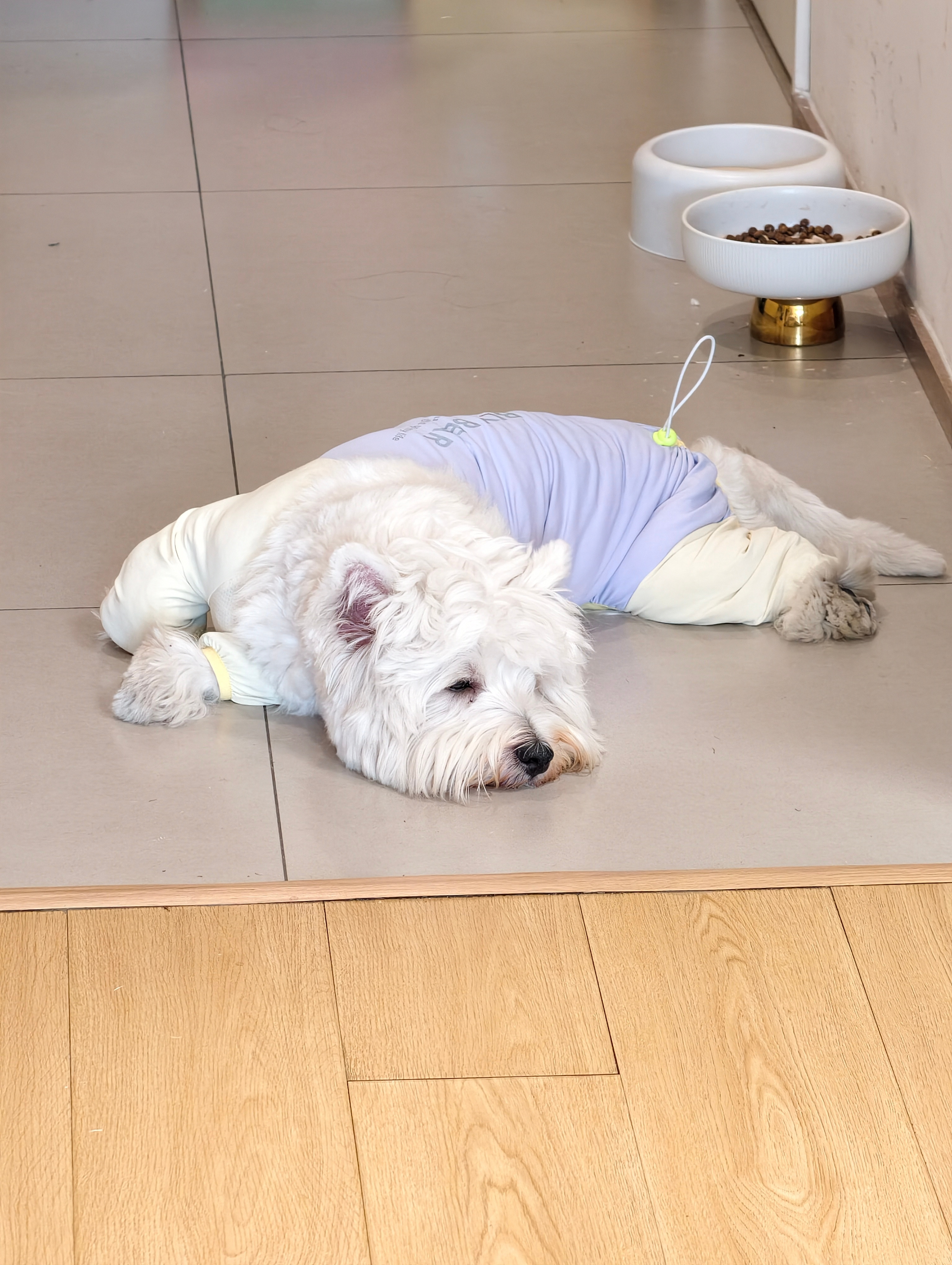 有财特别喜欢这样扭着睡觉它是一只瑜伽狗吗？