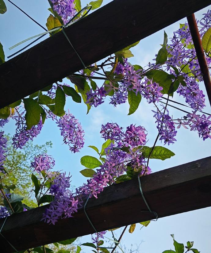 今天来到石门森林公园，看到一丛花开了，也不知叫什么名字，反正春天来了，知名或不知