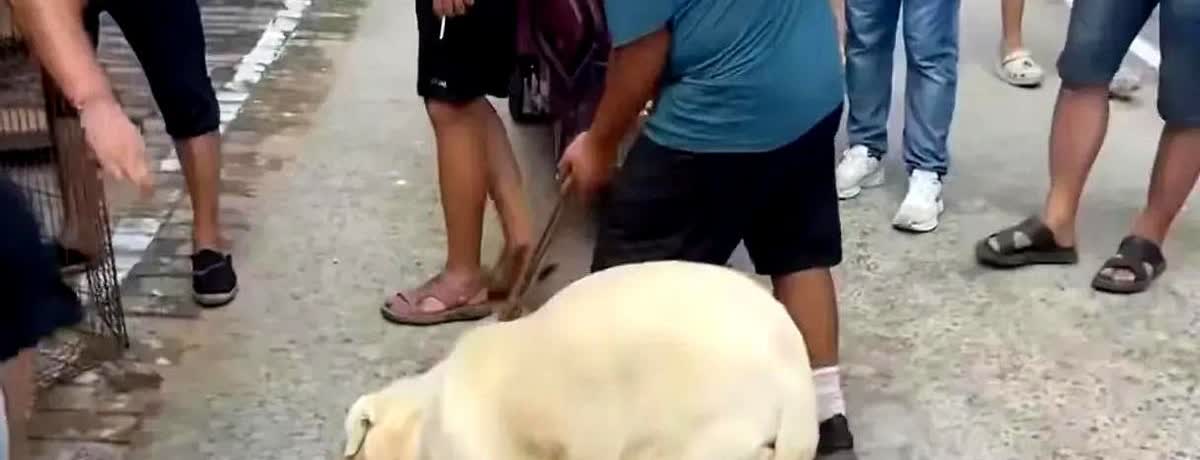 不爱请别伤害，一位中年男子因为不想养狗了，就把自己的狗卖给了狗贩子，当他收到卖狗