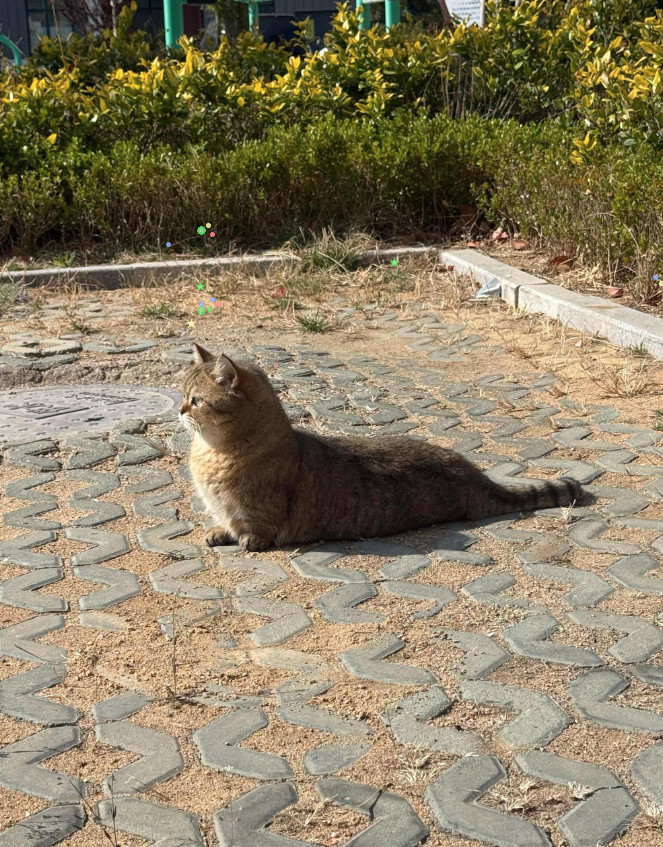 小猫cos海豹