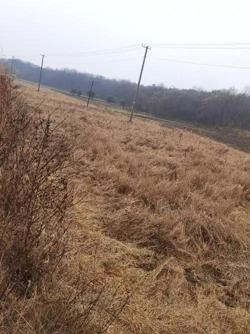 农村大量土地荒芜没人耕种是一个亟待解决的问题，需要多管齐下。原因分析一方