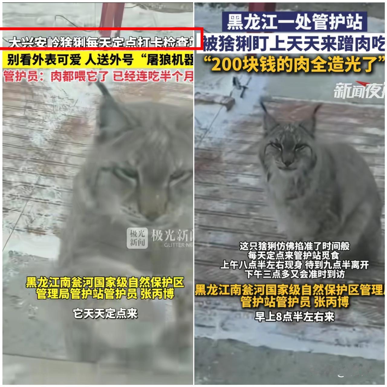 笑不活了！大兴安岭这只猞猁简直把检查站当成自助食堂了，踩点干饭把工作人员薅