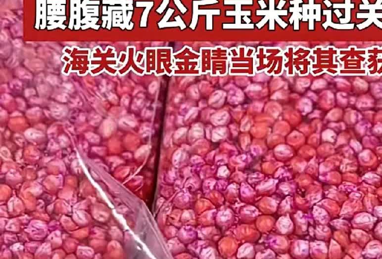 堪比走私毒品！男子腰腹绑藏7公斤玉米种子闯关海关当场识破近日一名旅客想