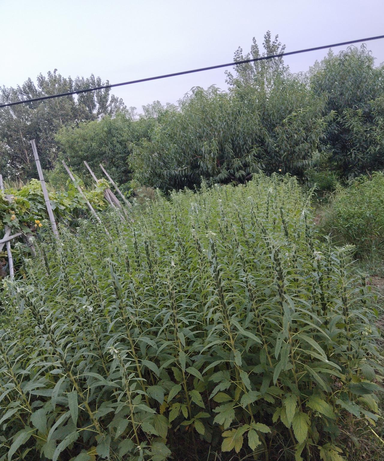 昨天我对熊孩子说：如果你一点都不想学习，就是去混日子的，到学校里就睡觉。就不要去