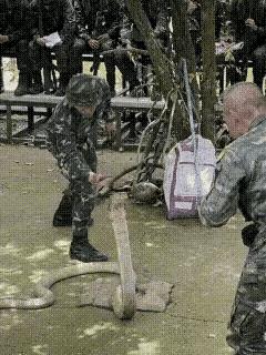 再强大的动物也都有弱点！徒手抓眼镜王蛇，还是需要点胆量……
