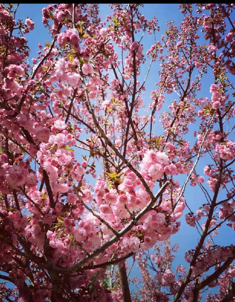 有一个事业单位女孩教师找对象，面临着两个选择。一个是正式警察，一个是政府事业单位