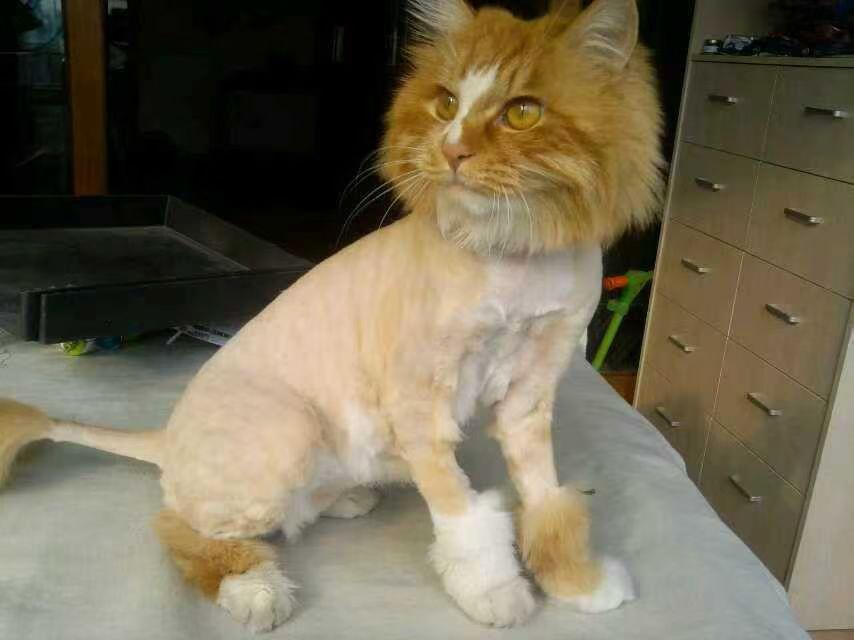 今年冬天的不同这一只猫可能有点猛[笑着哭]