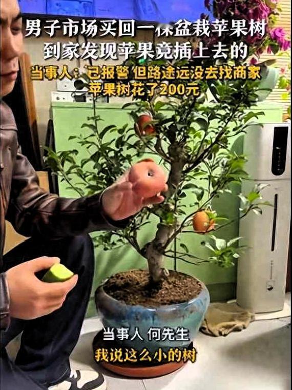 近日天津的何先生花了二百块钱在网上买回来一棵盆栽苹果树，可他取回快递回到家里以后