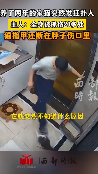 万万没有想到，湖北武汉，一男子在家和自己养了两年的猫咪玩耍，殊不知玩着玩着，这猫