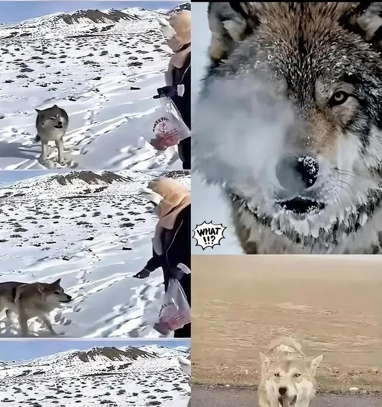 新疆奇台一个牧民十年前喂过一只小狼，临走时随口说了句“老了混不下去就回来，我养你