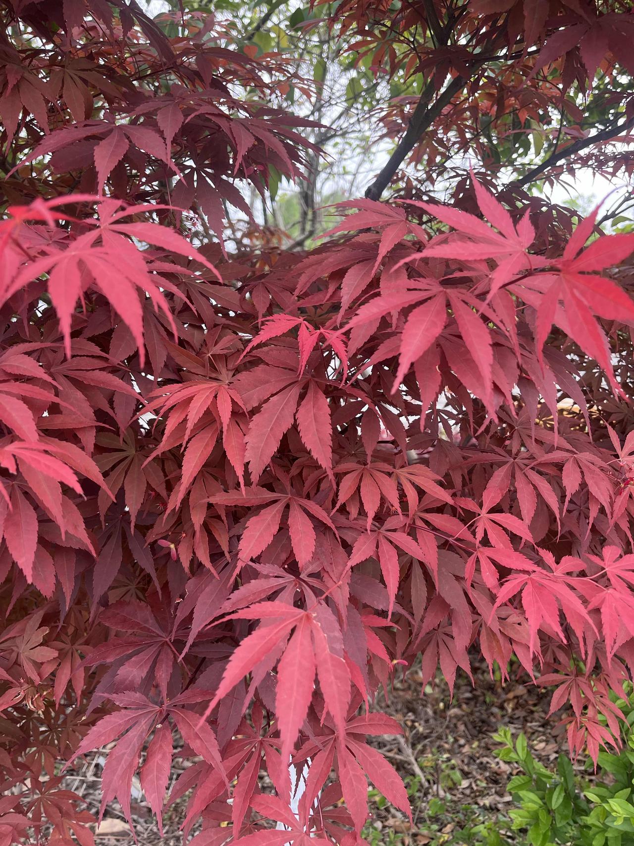 钱花得越少，人反而活得越好。你以为养生得靠卡刷爆、补品堆成山。错了。真正养