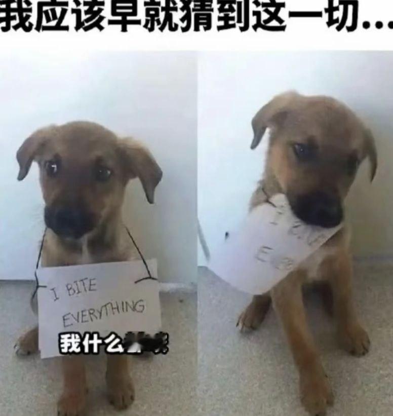 狗爱咬东西真是太坏了