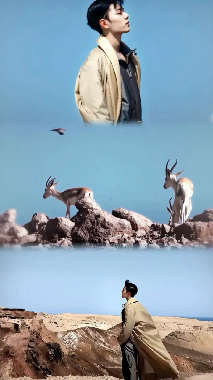 飞鸟与自由肖战​​​