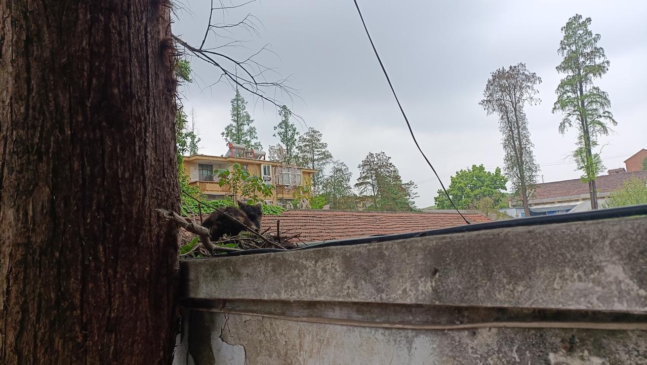 真是操不完的心！遛狗时发现车棚顶上有一只流浪猫口炎非常严重，流着口水无精打采的