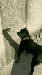 艳阳高照，一只狗狗正在墙边懒洋洋的晒太阳。一名路过的男子闲的蛋疼，利用自己在墙上