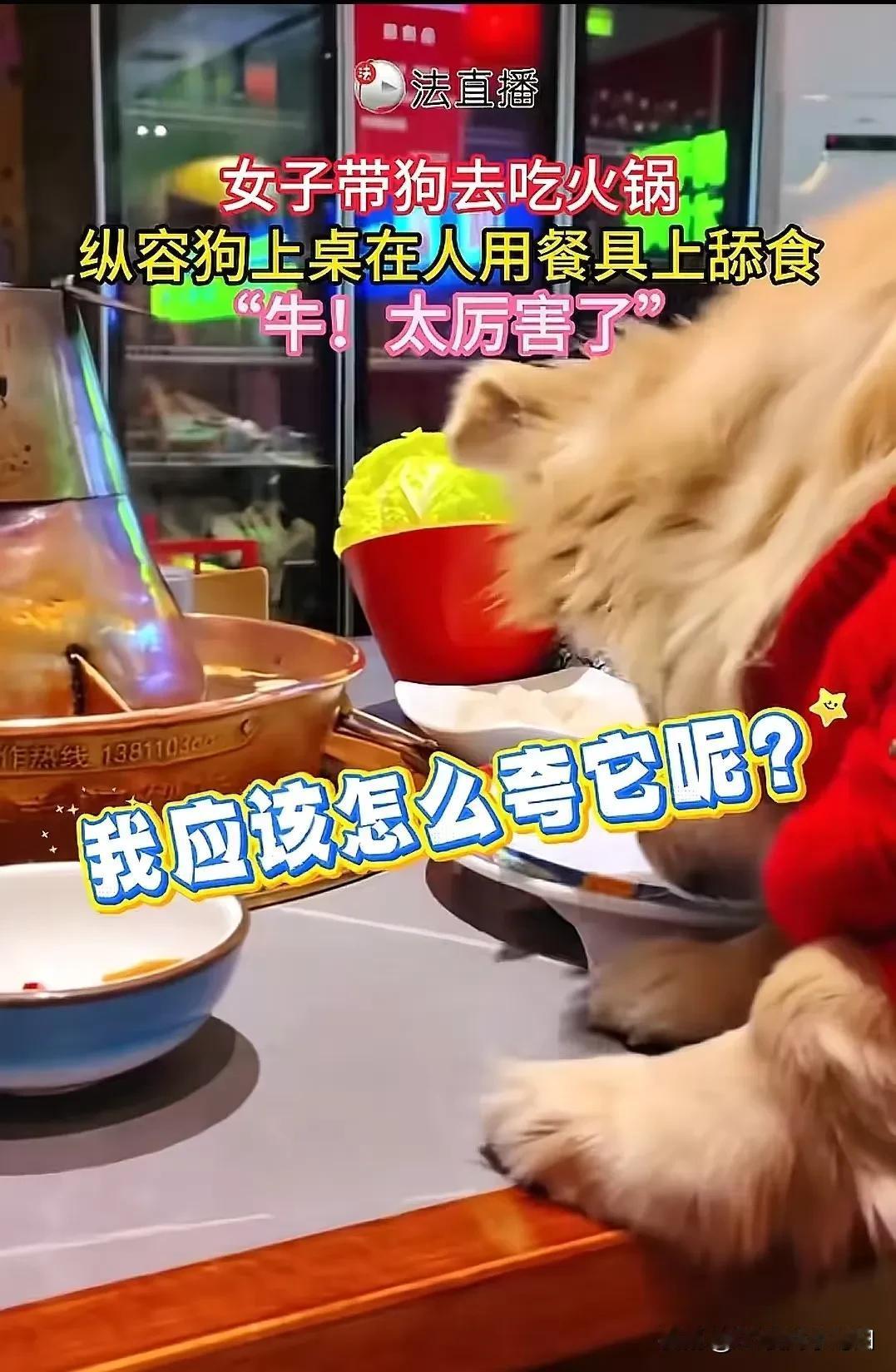 “太缺德了！”北京，一女子带着狗狗去吃火锅，女子还没吃呢，狗狗就把桌子上一盘羊肉