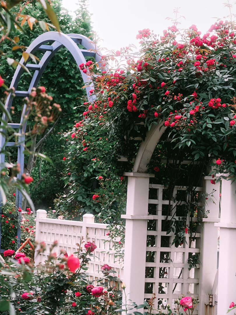 武汉放大招了，🌸五一沙湖公园“绝美”！4月24日实拍📷开学季2026“武汉