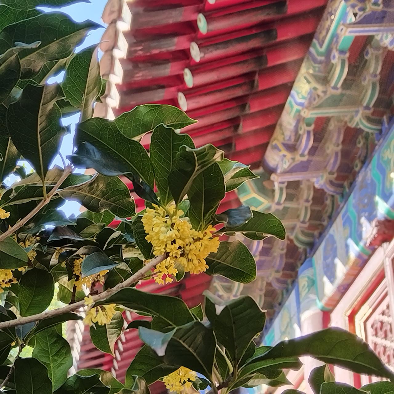 早晨爬了香山，空气好，气温也合适，从东门进一口气爬到山顶香炉峰，用了45分钟。这