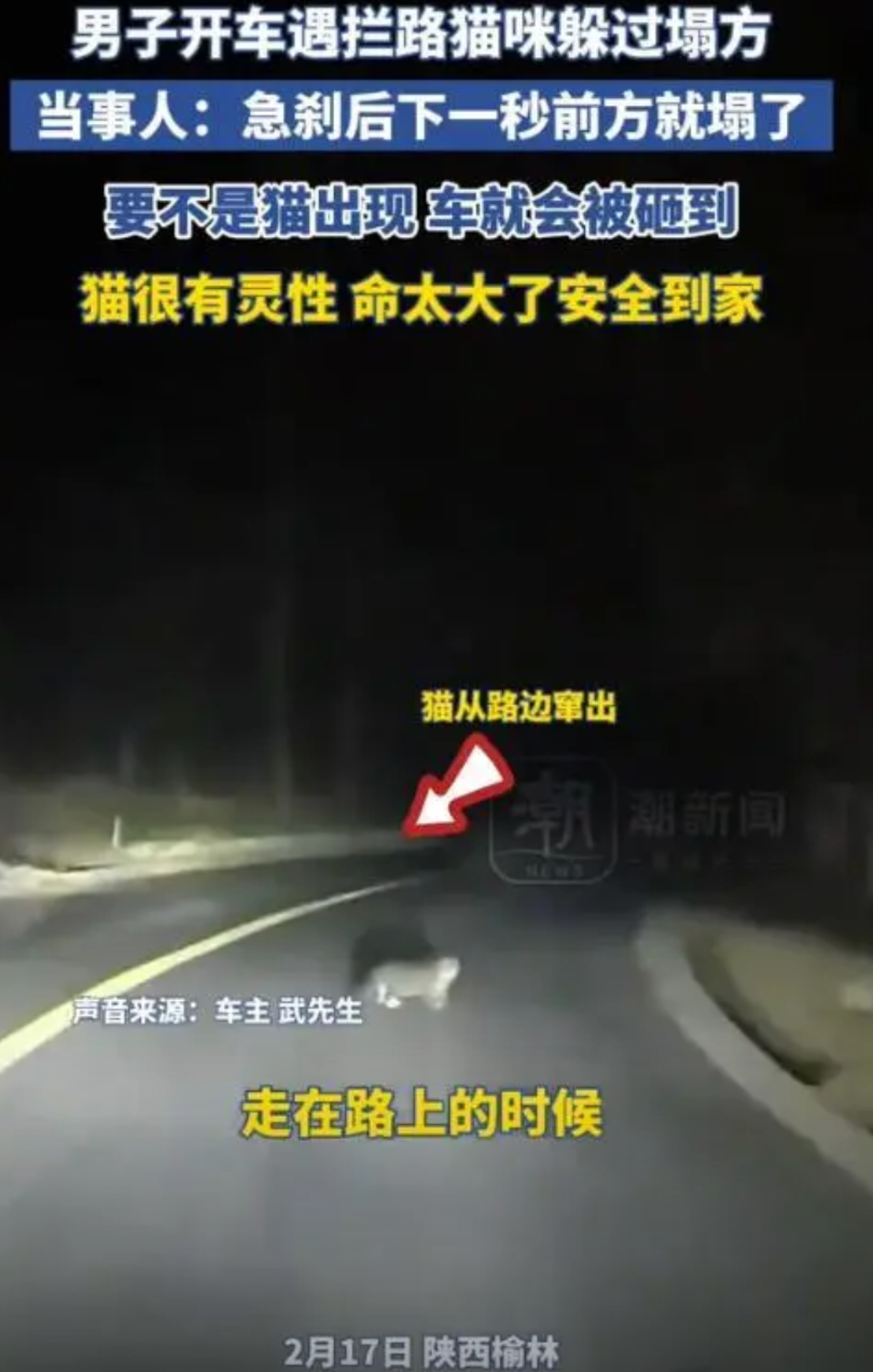 万物皆有灵！2月17日晚上，陕西榆林一男子晚上开车，在下坡路上遇到拦路猫咪，男子