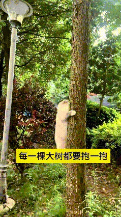 这个视频我看了好几遍，真是太有意思啦。小猫跟着主人出门遛弯，看见大树就来精神，冲