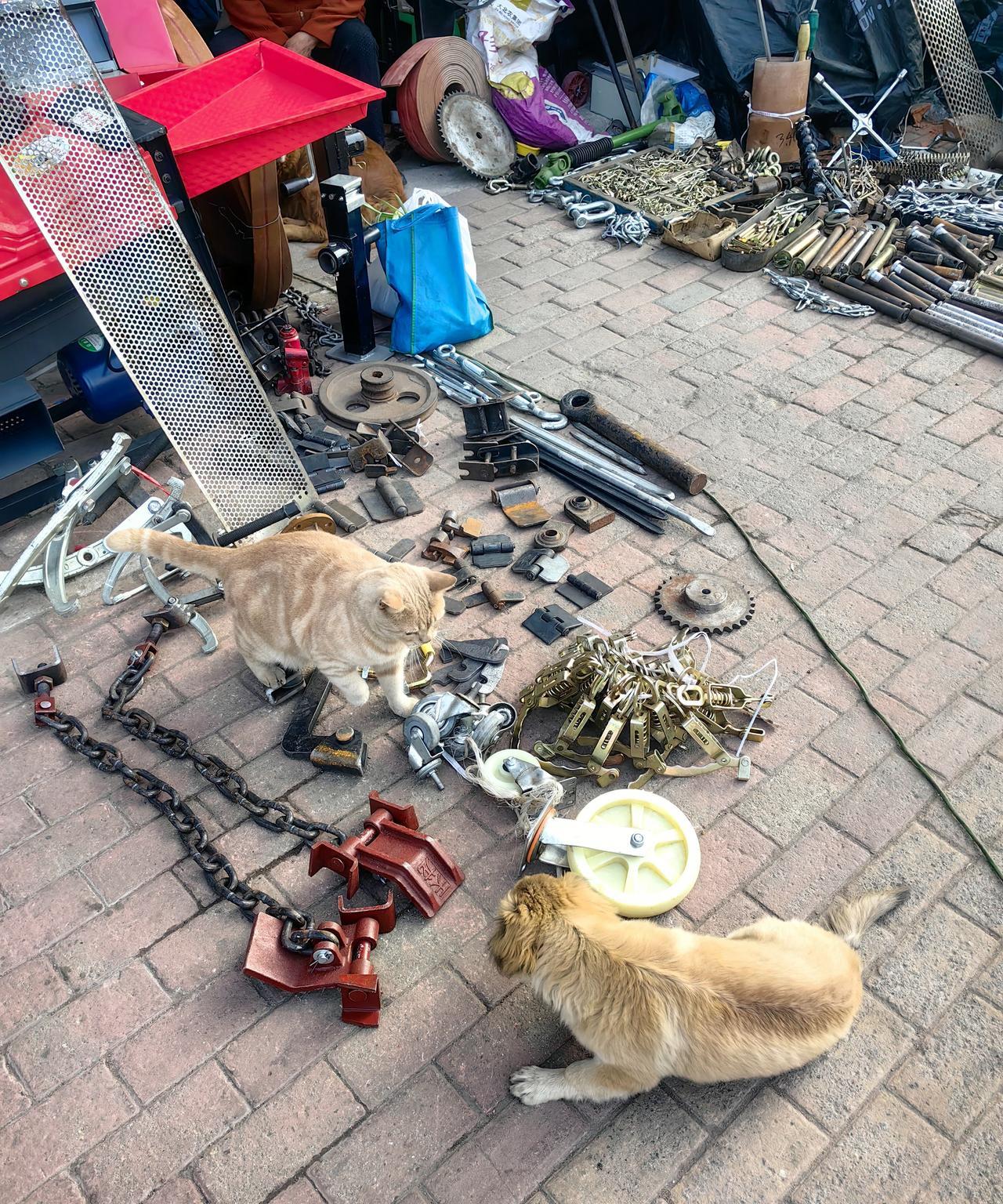 小黄狗挑衅大橘猫，被大橘收拾了[捂脸哭]