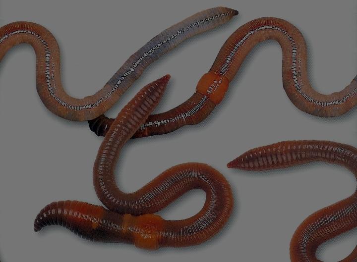 八十年代的农村，因为离镇上远，我们小孩感冒发烧就医极度不方便，这时奶奶就会挖几条