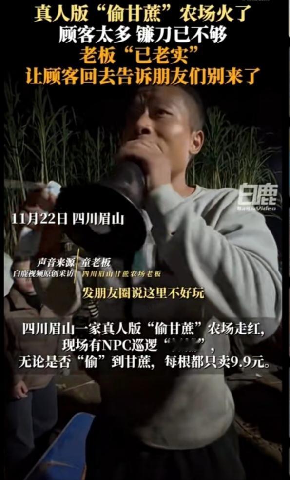 眉山“偷甘蔗”农场爆火：夜闯蔗田躲NPC，老板累到劝人别来夜幕刚降临，四川