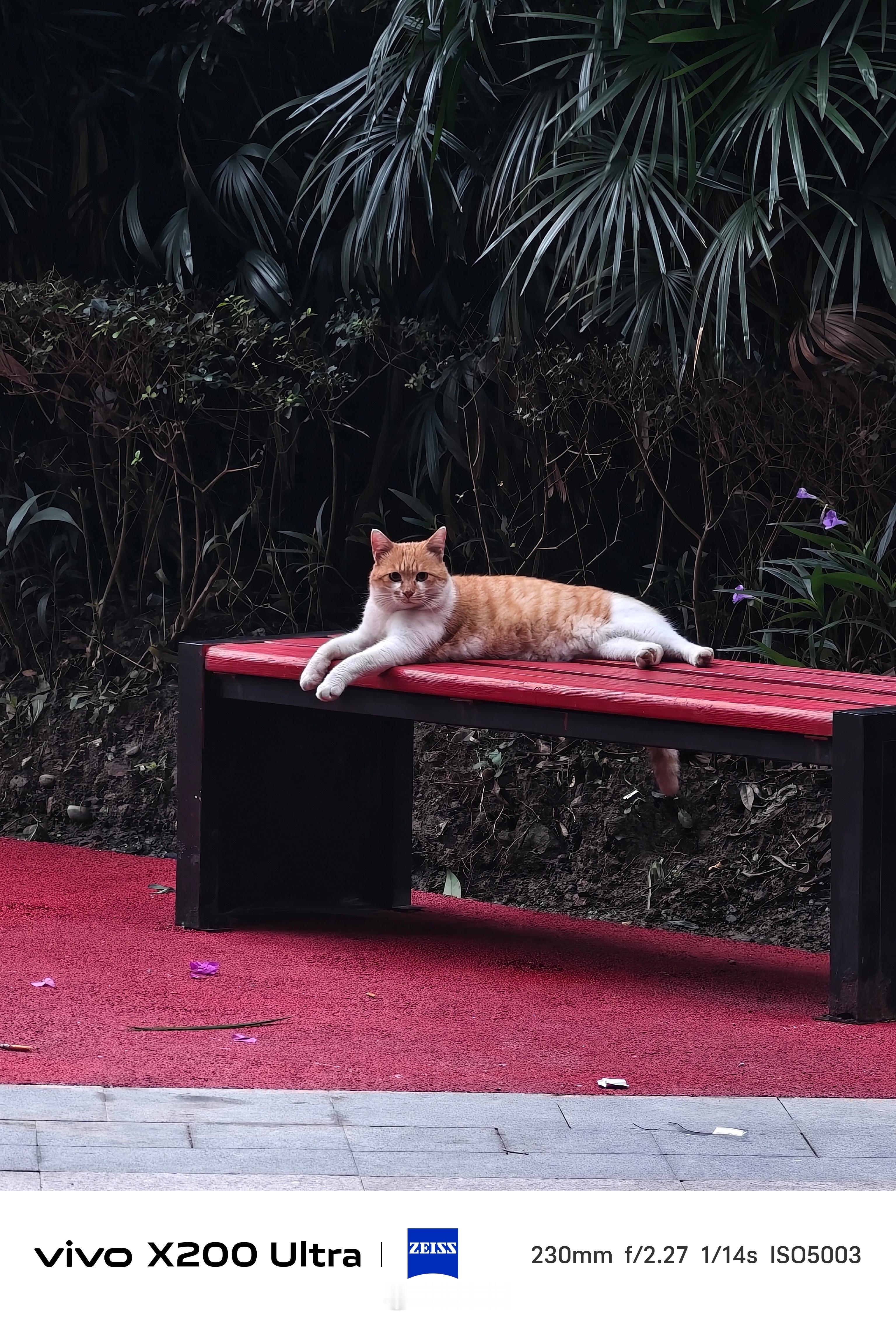 大早上出门发现一只优雅小猫​​​
